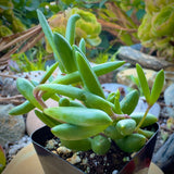Othonna capensis ‘Ruby Necklace’ plant in a pot with a natural background