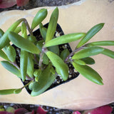Othonna capensis ‘Ruby Necklace’ plant in a pot on a textured surface