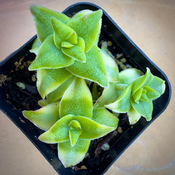 Crassula perforata plant in a black pot on a wooden surface