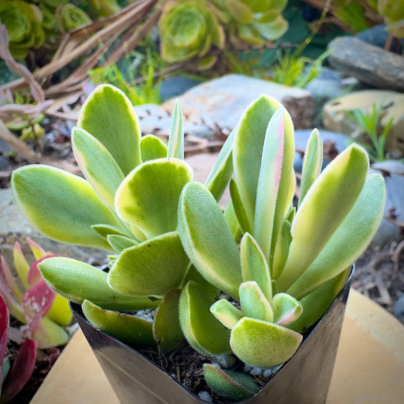 Variegated Crassula ovata plant in a pot with a blurred natural background