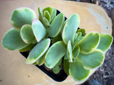 Variegated Crassula ovata plant in a pot on a wooden surface