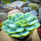 Echeveria elegans 'Mexican Snowball' in a pot with rocks and plants in the background