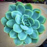Close-up of a Echeveria elegans 'Mexican Snowball' plant on a wooden surface