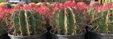 Row of potted Ferocactus pringlei with red spines in a garden setting