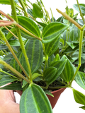 Peperomia 'Angulata'