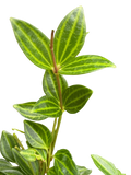 Peperomia 'Angulata'