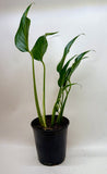 Monstera Burle Marx Flame
