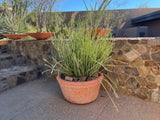 Potted Pedilanthus macrocarpus plant on a stone ledge with a stone wall and building in the background