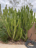 Tall green Euphorbia royaleana plants with a coiled black garden hose on a concrete surface.