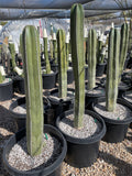 Potted Mexican Fence Post Cacti in a greenhouse setting