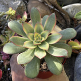 Aeonium 'Kiwi'  with red edges in a pot, surrounded by rocks and other plants.