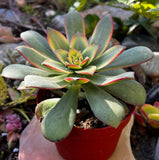 Aeonium 'Kiwi' with red edges in a red pot against a blurred natural background