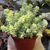 Sedum Donkey's Tail succulent plant in a red pot on a stone surface