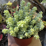 Sedum Donkey's Tailplant in a red pot on a stone surface