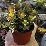 Jade Plant in a red pot on a stone surface with natural background