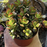 Jade Plant on a stone surface