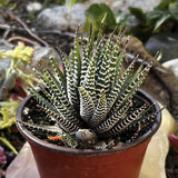 Potted Haworthia fasciata plant with striped leaves on a stone surface