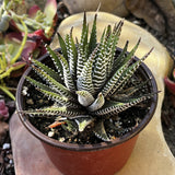 Potted Haworthia fasciata plant with striped leaves on a textured surface