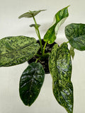 Alocasia 'Dragon Scale Mint'