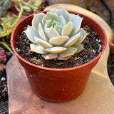 Echeveria 'Lola' on a stone surface
