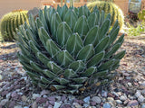 Green succulent Queen Victoria Agave plant in a rocky garden setting