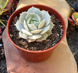 Echeveria 'Lola' on a stone surface