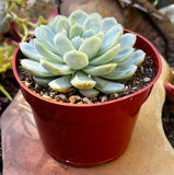 Echeveria elegans 'Mexican Snowball' in a red pot on a wooden surface