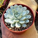 Echeveria elegans 'Mexican Snowball'
