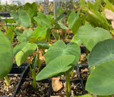 Young Malanga (Xanthosoma sagittifolium) plants with large green leaves in a nursery setting