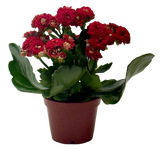 Kalanchoe 'Blossfeldiana'