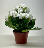Potted plant with white flowers on a plain background