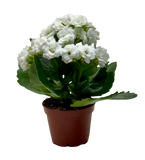Kalanchoe 'Blossfeldiana'