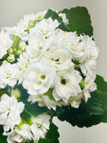 Kalanchoe 'Blossfeldiana'