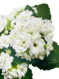 Kalanchoe 'Blossfeldiana'