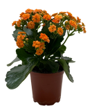 Kalanchoe 'Blossfeldiana'