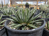 Potted succulent Queen Victoria Agave plant with white stripes in a greenhouse setting