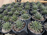 Row of potted Queen Victoria Agave succulents in black pots on a wooden pallet.