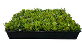 Tray of green plants on a white background