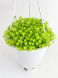 Sedum Japonicum 'Tokyo Sun' (Tokyo Sun Stonecrop)