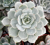 Close-up of a Echeveria derenbergii with a soft focus background