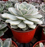 Echeveria derenbergii plant with a red pot in a greenhouse setting