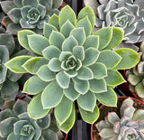 Close-up of a Echeveria 'Blue Atoll' with other succulents in the background