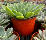 Echeveria 'Blue Atoll' in a red pot surrounded by other plants