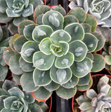 Close-up of Echeveria 'Raindrops'