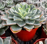 Close-up of Echeveria 'Raindrops' in a red pot with other plants in the background.