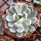 Close-up of a Graptoveria 'Fanfare'  plant with a red pot.