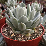 Potted Graptoveria 'Fanfare'  plant with a red pot in a garden setting