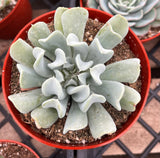 Green Echeveria 'Topsy Turvy' plant in a red pot on a metal surface