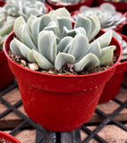 Echeveria 'Topsy Turvy' plant in a red pot on a metal grid