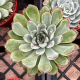 Close-up of a Echeveria pulido plant with green and red edges on a grid background